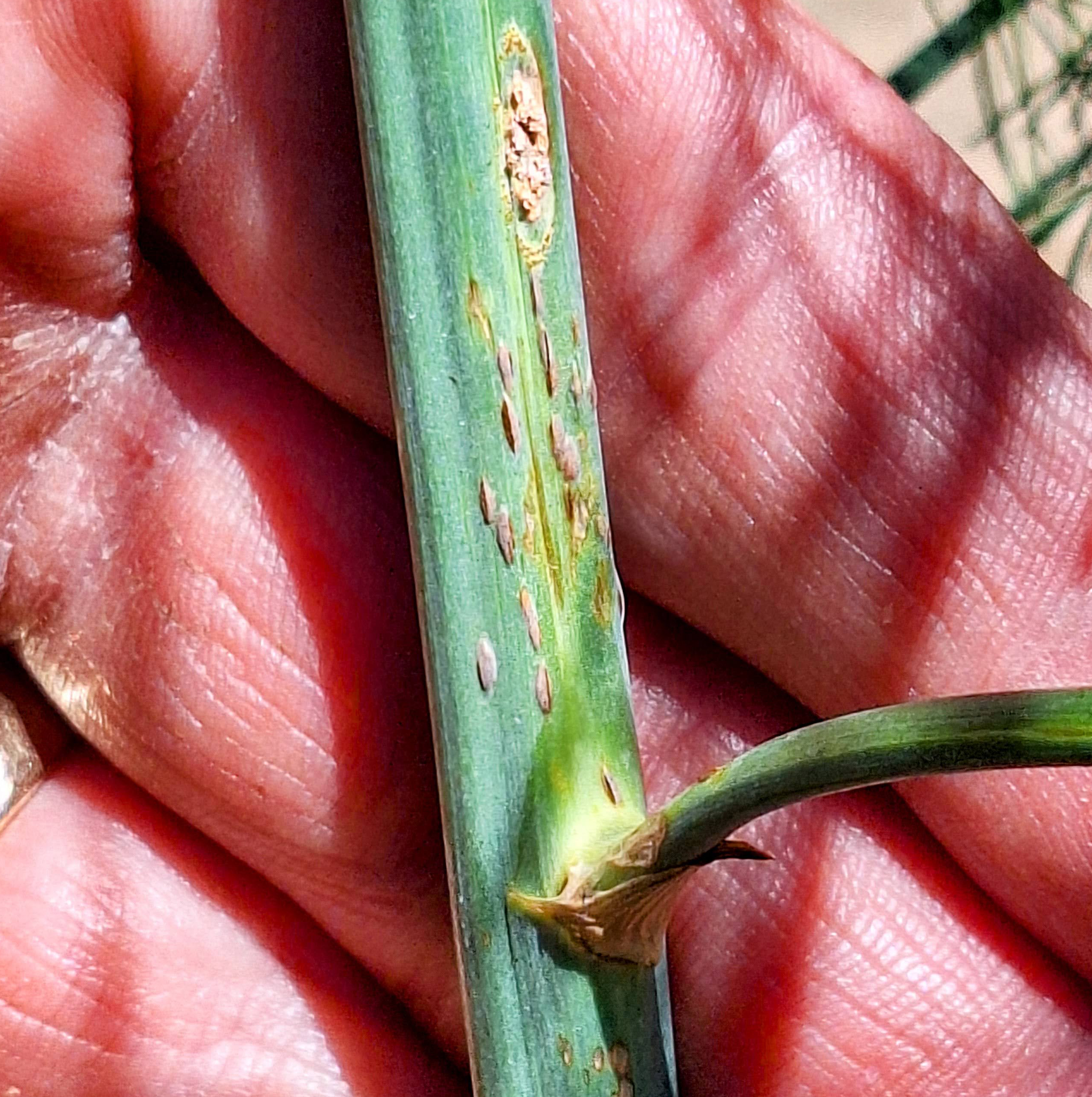 Closeup of brown lesions on an asparagus stem.